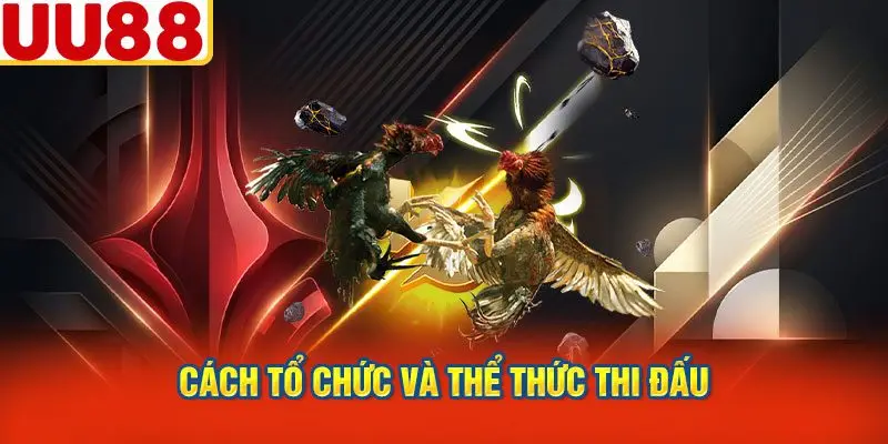 Cách Tổ Chức Và Thể Thức Thi Đấu