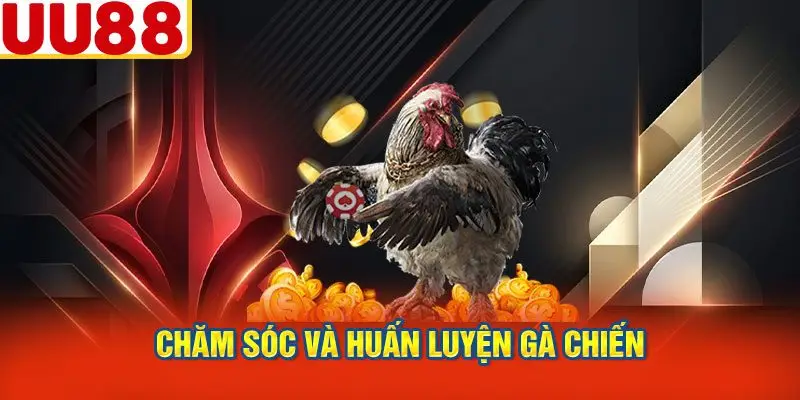 Chăm Sóc Và Huấn Luyện Gà Chiến