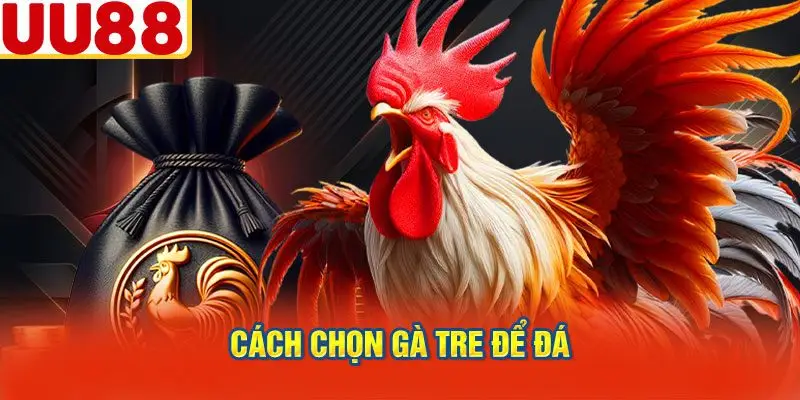 Cách Chọn Gà Tre Để Đá