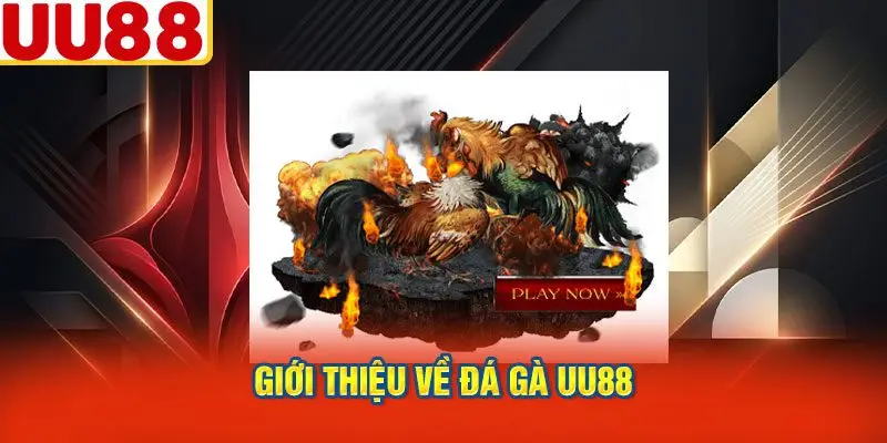Giới Thiệu Về Đá Gà UU88