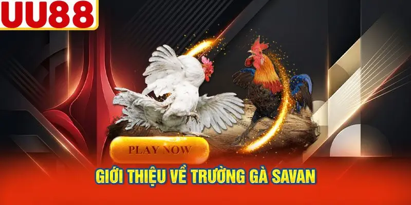 Giới Thiệu Về Trường Gà Savan